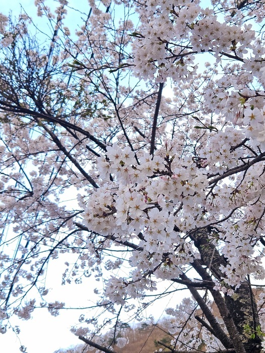 2025桜.jpg