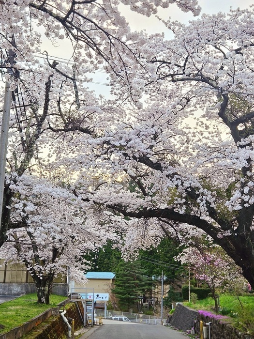 2025桜A.jpg