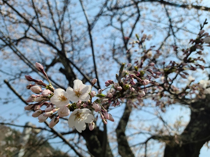 桜　2022.04.21.jpg