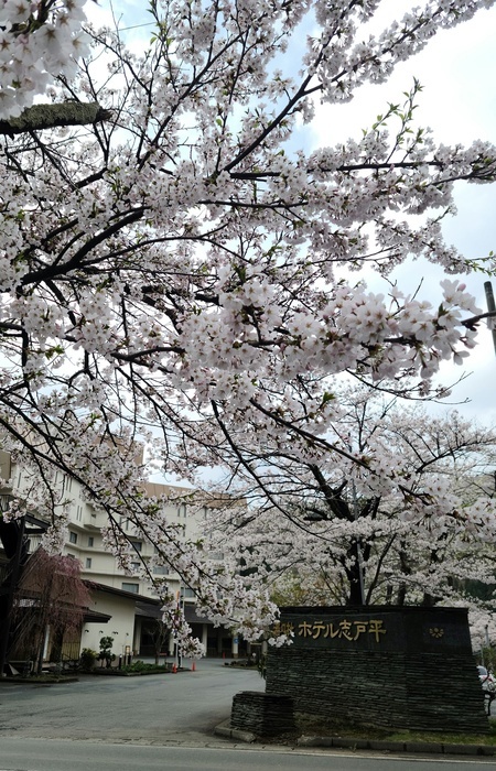 桜　2022.04.23.jpg