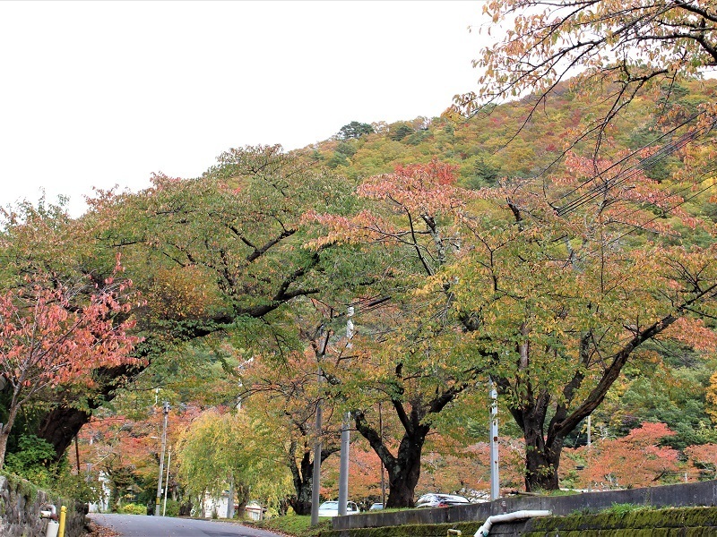 紅葉2 2019.10.26.jpg
